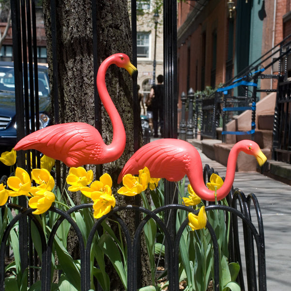 Pink Flamingos