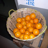 Valencia Oranges